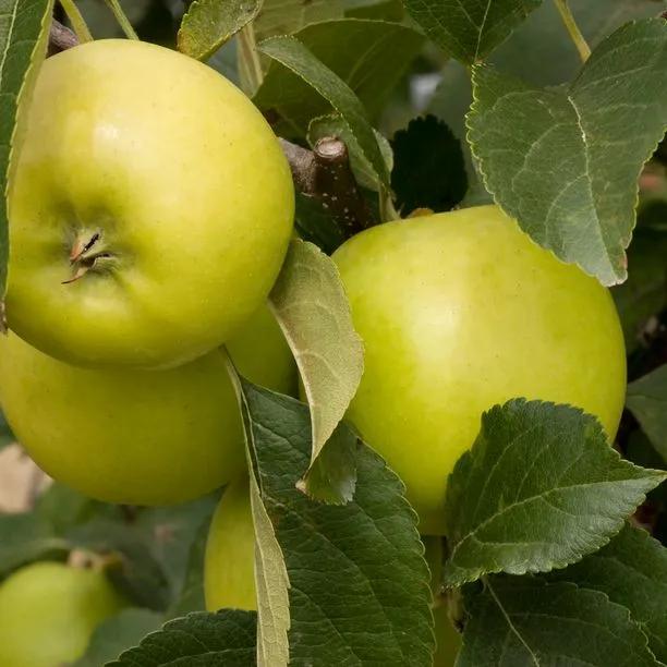 Greensleeves Apple (Malus domestica Greensleeves) Img 1